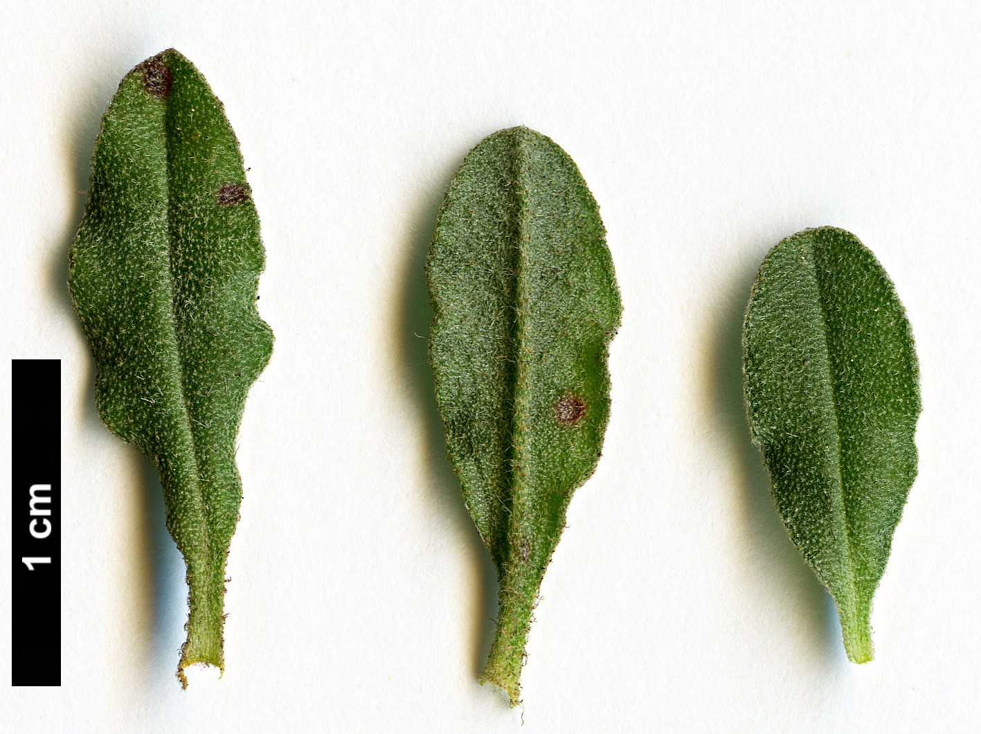 High resolution image: Family: Cistaceae - Genus: Halimium - Taxon: lasianthum - SpeciesSub: subsp. formosum